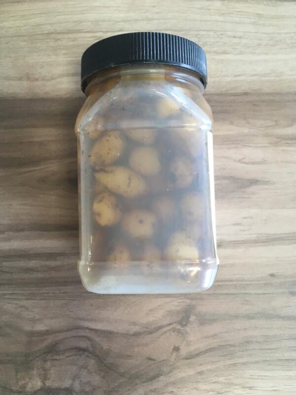 Chufa XXL Almejita Quinvaco