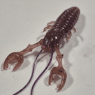 cinammon purple quinvaco