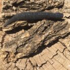 electric shad geecrack 4.8 quinvaco