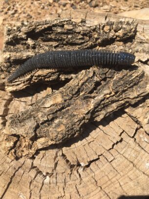 Vinilo Geecrack Bellows Stick 3.8" Electric Shad