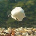 imitacion-pan-enterprise-quinvaco1-ET36