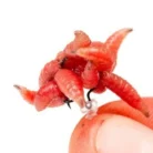 nash-maggot-screw-quinvaco