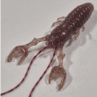 smoke cinamon red quinvaco