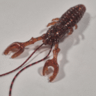 special carrot quinvaco