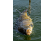 spike-um-wafter-8mm-meaty-mussel-quinvaco6 spike-um-wafter-8mm-meaty-mussel-quinvaco6