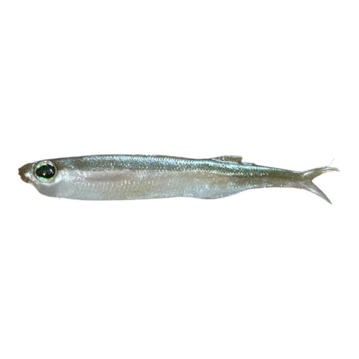 xprat fish arkansas shiner quinvaco1 xprat fish arkansas shiner quinvaco1